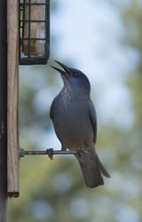 Pinyon Jay Photo