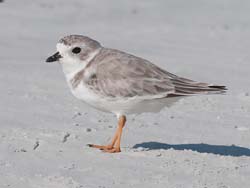 Piping Plover Photo