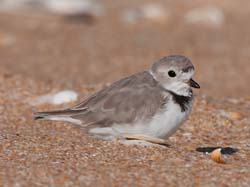 Piping Plover Photo