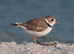 Piping Plover Photo