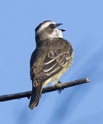 Piratic Flycatcher Photo