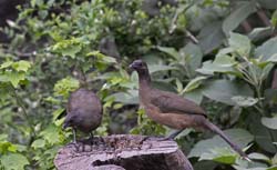 Plain Chachalaca