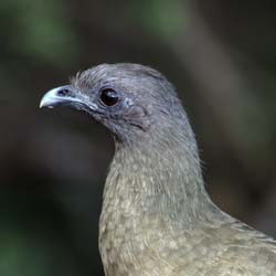 Plain Chachalaca