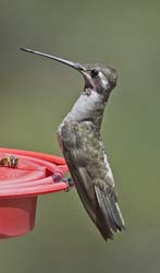 Plain-capped Starthroat Photo