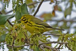 Prarie Warbler Photo