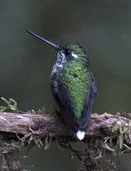 Purple-bibbed Whitetip