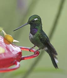 Purple-bibbed Whitetip