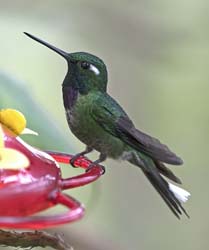 Purple-bibbed Whitetip