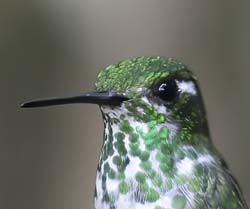 Purple-bibbed Whitetip