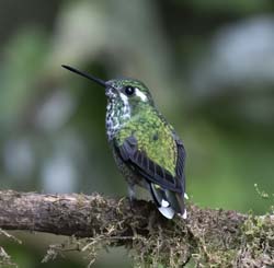 Purple-bibbed Whitetip