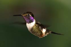 Purple-throated Woodstar