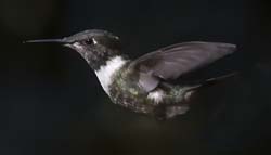 Purple-throated Woodstar