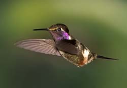 Purple-throated Woodstar