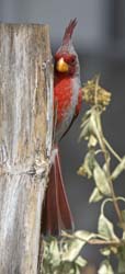 Pyrrhuloxia Photo