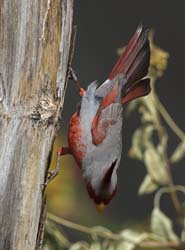 Pyrrhuloxia Photo
