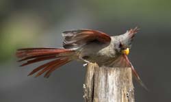 Pyrrhuloxia Photo