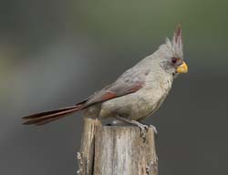 Pyrrhuloxia Photo