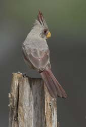 Pyrrhuloxia Photo