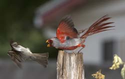 Pyrrhuloxia Photo