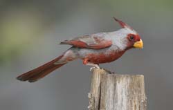 Pyrrhuloxia Photo