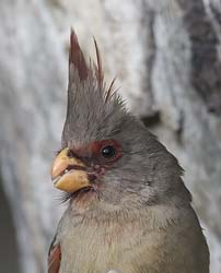 Pyrrhuloxia Photo