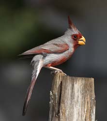 Pyrrhuloxia Photo