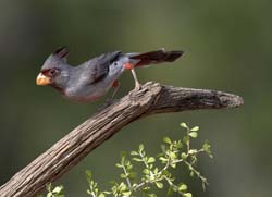 Pyrrhuloxia