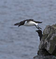 Razorbill