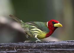 Red-headed Barbet