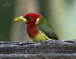 Red-headed Barbet