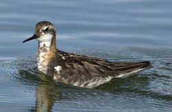 Red-necked Phalarope