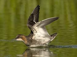 Red-necked Phalarope