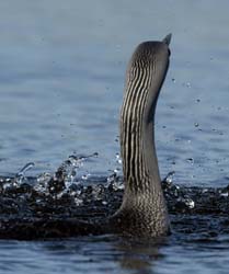 Red-throated Loon