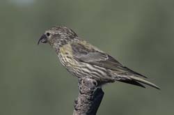 Red Crossbill Photo