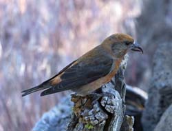 Red Crossbill Photo