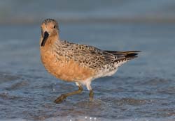 Red Knot Photo