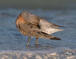 Red Knot Photo