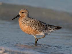 Red Knot Photo
