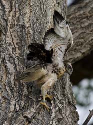 Red-tailed Hawk Photo