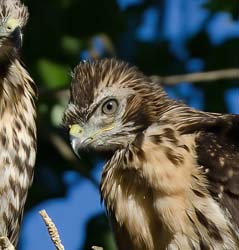Red-tailed Hawk Photo