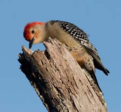 Red-bellied Woodpecker Photo