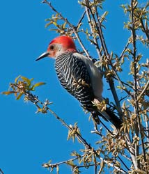 Red-bellied Woodpecker Photo