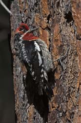 Red-breasted Sapsucker Photo