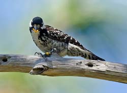 Red-cockaded Woodpecker Photo