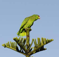 Red-crowned Parrot Photo