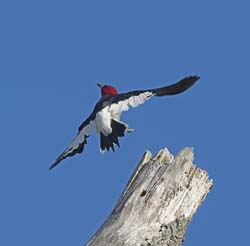 Red-headed Woodpecker Photo