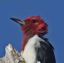 Red-headed Woodpecker Photo