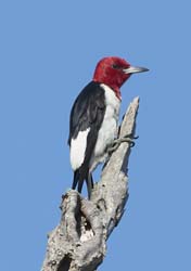 Red-headed Woodpecker Photo