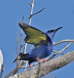 Red-legged Honeycreeper Photo