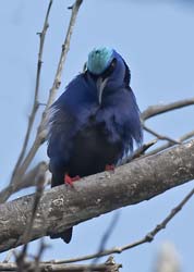 Red-legged Honeycreeper Photo